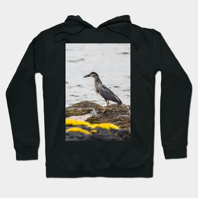 Black-crowned night heron 4 Hoodie by KensLensDesigns